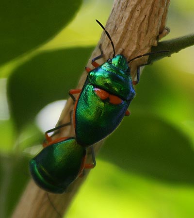 Garden Bugs Garden Bugs