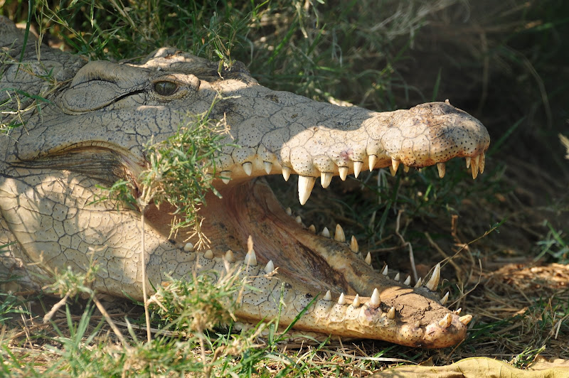 DSC_0542-croc-sharpened.jpg