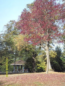 Vic Park 3.jpg Vic Park 3.jpg