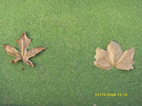 Vic Park.jpg Vic Park.jpg