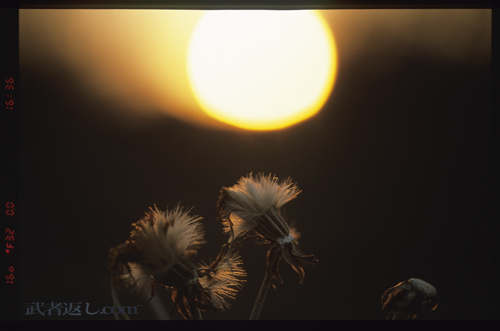 Nikon F6、AF-S VR Micro-Nikkor ED 105mm F2.8G、FUJICHROME PROVIA 100F