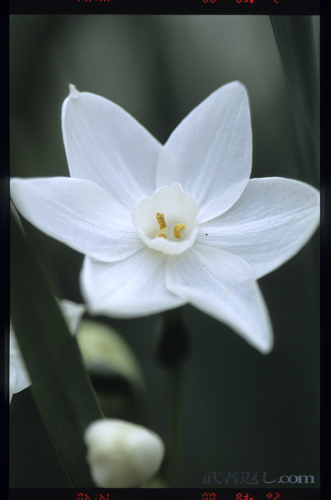 Nikon F6、AF-S VR Micro-Nikkor ED 105mm F2.8G、FUJICHROME PROVIA 100F