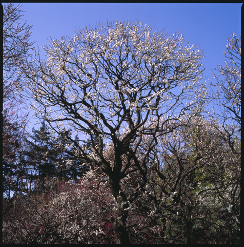 HASSELBLAD 503CW、Carl Zeiss Planar T* CFE 80mm F2.8、FUJICHROME PROVIA 100F