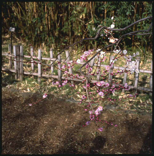 HASSELBLAD 503CW、Carl Zeiss Planar T* CFE 80mm F2.8、FUJICHROME PROVIA 100F