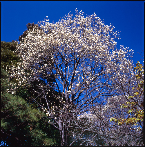 HASSELBLAD 503CW、Carl Zeiss Planar T* CFE 80mm F2.8、FUJICHROME Velvia 100F、C-PL、スポット測光