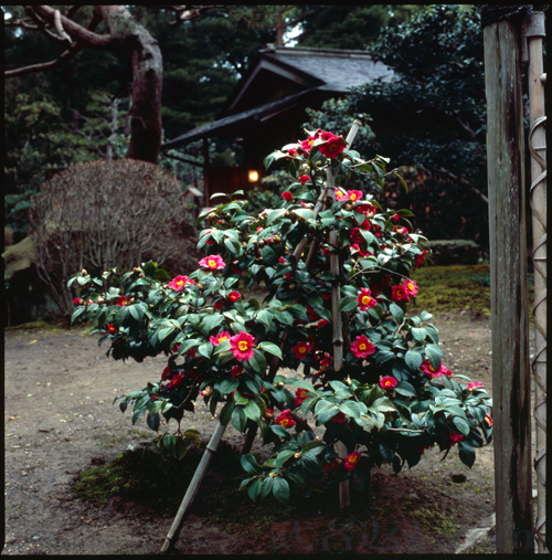 HASSELBLAD 503CW、Carl Zeiss Planar T* CFE 80mm F2.8、FUJICHROME Velvia 100F、三脚、スポット測光
