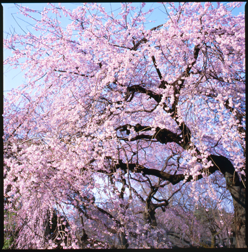 HASSELBLAD 503CW、Carl Zeiss Planar T* CFE 80mm F2.8、FUJICHROME Velvia 100F、三脚、スポット測光