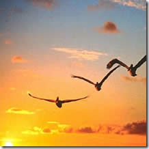 aves