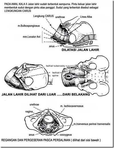 ILMU KEBIDANAN: JALAN LAHIR