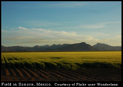 fields of Sonora
