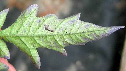 Obrazek