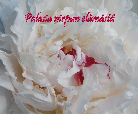 Palasia nirpun elämästä