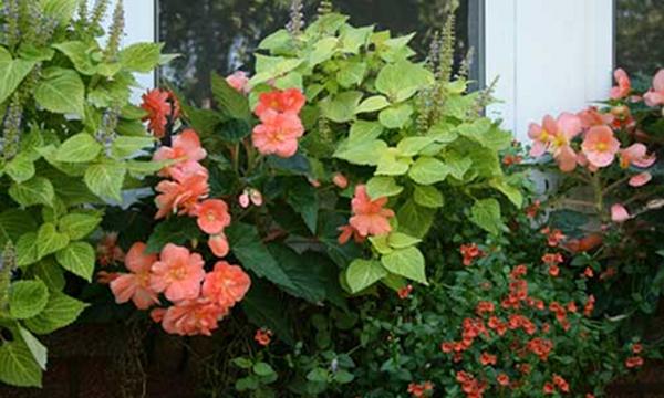 Begonia