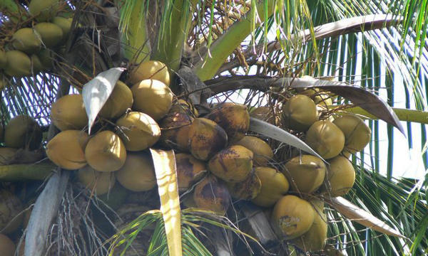 Kelapa
