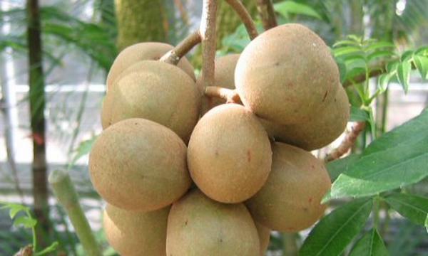 Kedondong