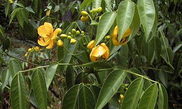 Kembang kuning