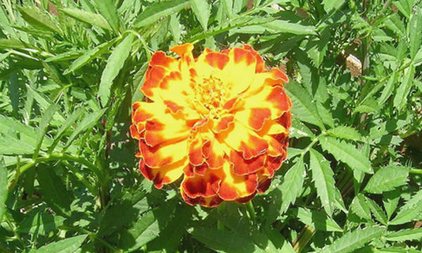 Kenikir (Tagetes erecta L)