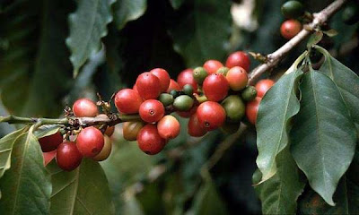 Kopi (Coffea arabica L)