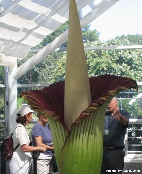 [Rafledelia-World's-Largest-Flower-In-Indonesia (3).jpg]