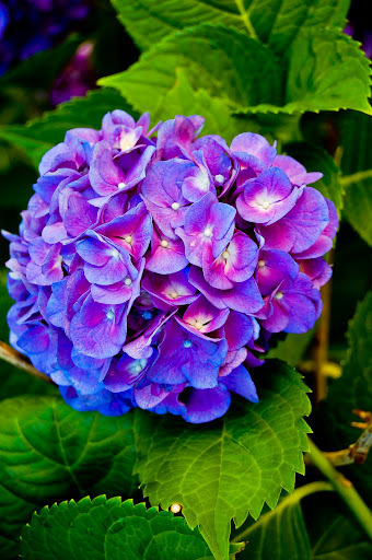 hydrangea