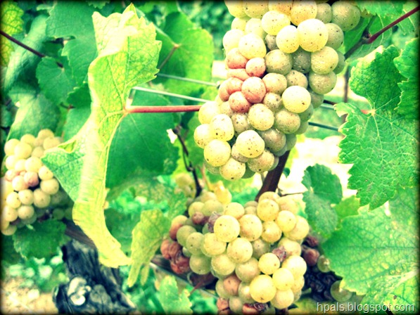 grapes3
