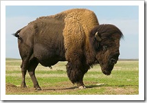 Bison Bison