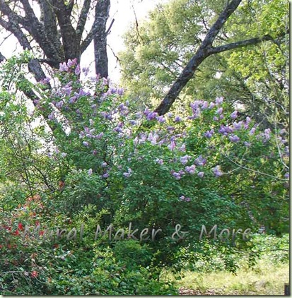 lilac-bushes