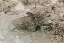 [stuck in the mud[4].jpg]