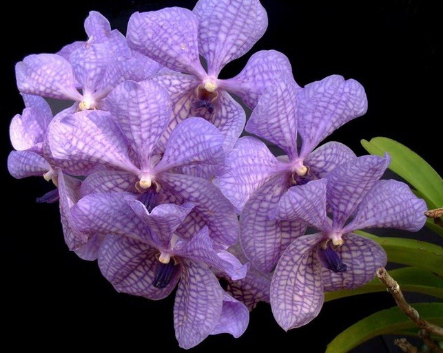 [Amazing_Purple_Flowers_8[3].jpg]
