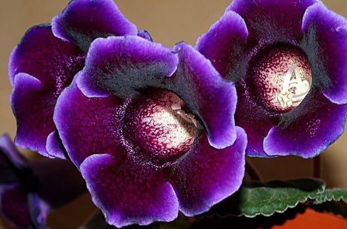 [Amazing_Purple_Flowers_12[3].jpg]