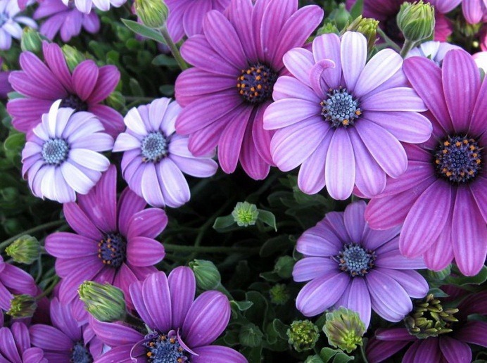 [Amazing_Purple_Flowers_15[3].jpg]