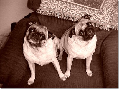 Jesse & Bean In Chair (3)
