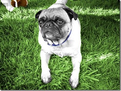 Jesse In Grass