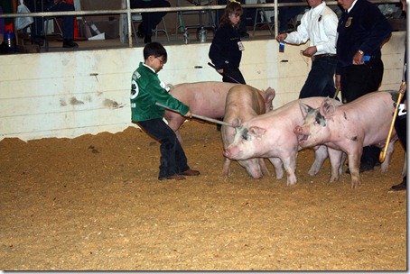 Hog Show 131