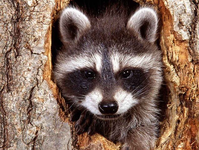[natural-bandit-raccoon-pictures[3].jpg]