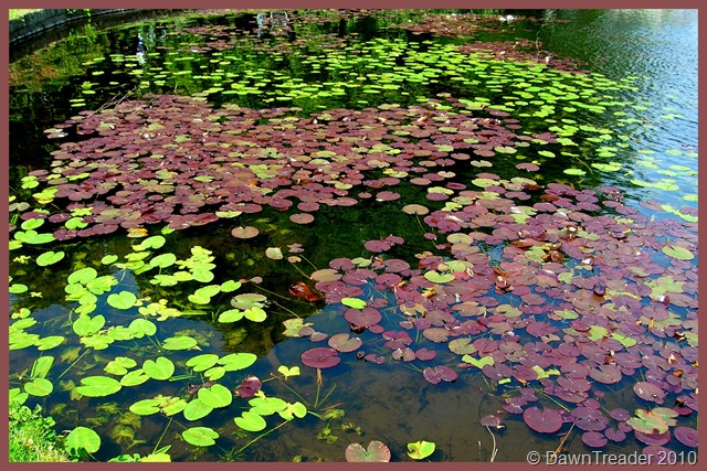 [2010 06 water lily leaves frame[1].jpg]