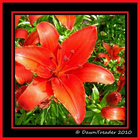 [Red Lily Collage6-1-DawnTreader[6].jpg]