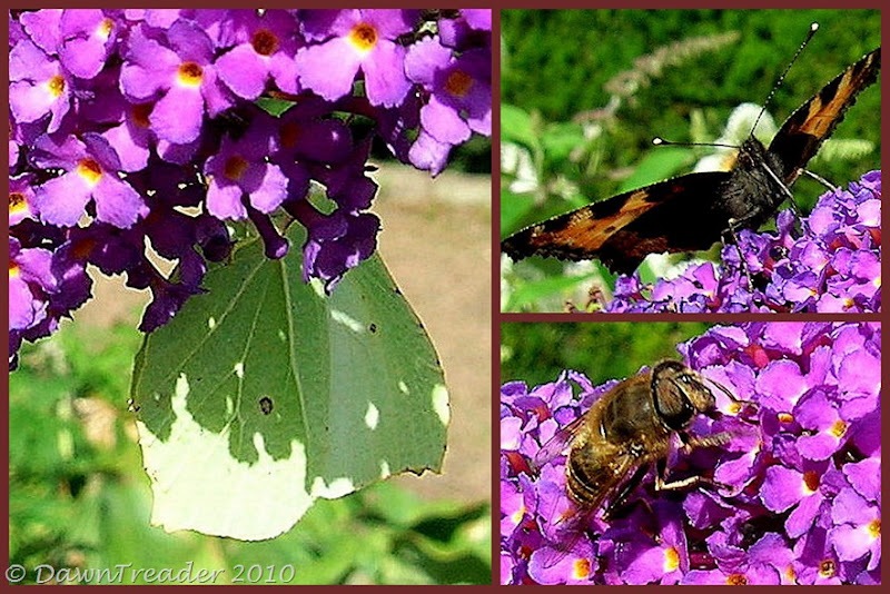 2010-08-20 butterflies bee