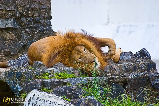 [Zoo (121 of 11)[3].jpg]