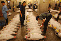 Tokyos Fischmarkt, die Thunfisch-Auktion. – 24-Jul-2009