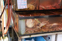 Hakodate, Fischmarkt, mit letzter Kraft zur Flucht – 01-Aug-2009