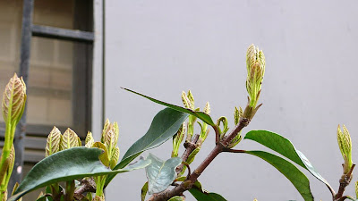 http://lh5.ggpht.com/_fJ8bb-EOrjc/SbPNi04S0vI/AAAAAAAACo4/i6YrGRjRA6c/s400/L1060631.JPG
