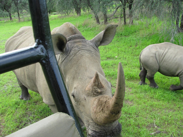Rhino