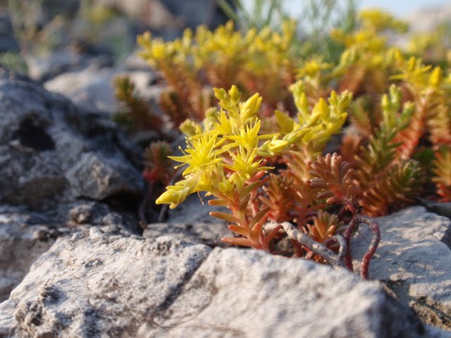 Vegetazione del Carso