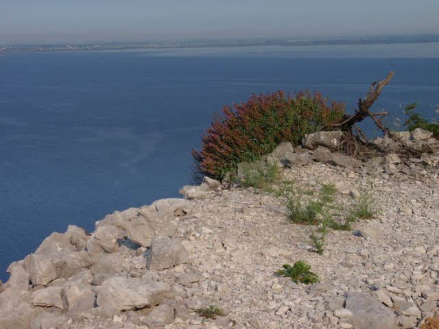 Carso Triestino
