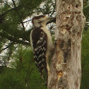 Hairy Woodpecker