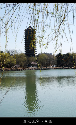 北京大学-春天-美景摄影-柳色青青未名湖