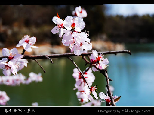 北京大学-春天-美景-摄影-山桃花