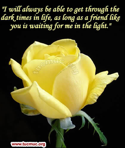 Roses for Friends  Image - 5