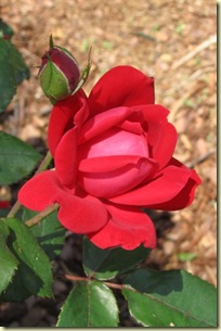 Flowers-10